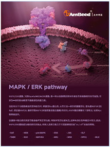产品手册 | MAPK ERK Pathway
